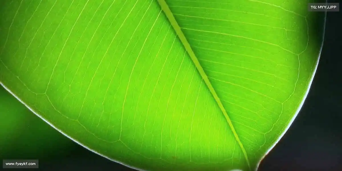 <strong>K1体育</strong>⚽用汗水浇灌梦想，让激情燃爆全场！